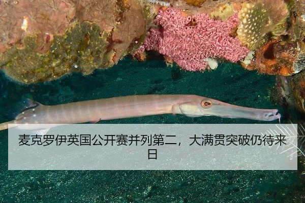麦克罗伊英国公开赛并列第二，大满贯突破仍待来日